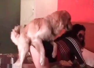 Dog gives a great fuck to a horny wife and creams her pussy