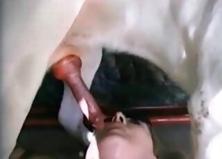 Mind-blowing closeup video of a horny dog fucking a mature’s snatch