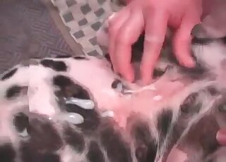 Guy satisfies crazy sexual desires by fucking his dalmatian dog hard
