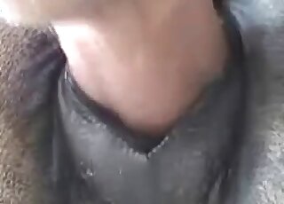 Closeup zoo porn video of a huge man’s cock fucking animal’s hole