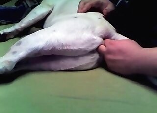 Mad guy fingers fucks his dog’s hole deep to make the animal excited