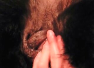 Wanker explores his female dog’s pussy with fingers in a hot scene