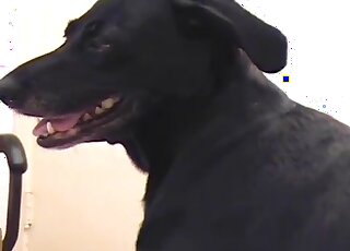 Bald zoophile dude goes wild and licks his dog’s vagina in the bed