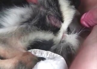 Animal sex obsessed guy fucks his dog ardently in order to cum