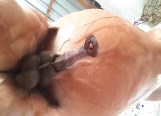 Horny pervert takes a video of a horse’s dick getting erected