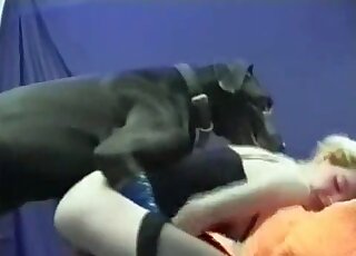 Black dog gladly takes slender blonde from behind and fucks her pussy