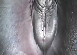 Zoophile voyeur takes a video of a horse’s pussy and enjoys it