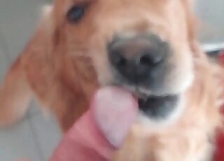 Zoo sex addicted guy takes a video of his dog licking his dong