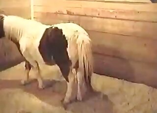 Nasty dude stretches pussy of a horse and teases it insanely