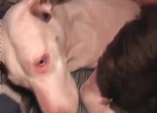 Nasty nerd screws his big dog on the bed and cums on its body