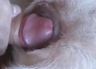 Impatient zoophile hurries to fuck his dog in order to achieve orgasm