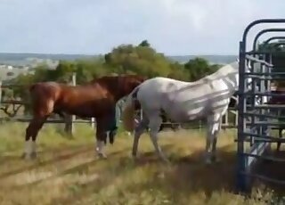 Zealous zoo porn movie with an alpha brown stallion that fucks mares