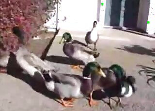 Geese featured in a taboo bird porn movie with a dash of zoophilia