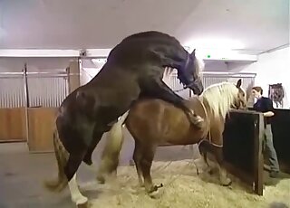 Twisted amateur zoo porn with a pony that wants to fuck savagely