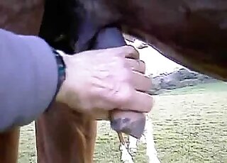 Nice horsecock handjob featured in a closeup animal porn scene