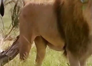 Lion roars and shows its sexy nether regions in a nature documentary