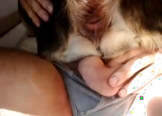 Brown dildo is being inserted into this dog's ass in a DP zoo porno