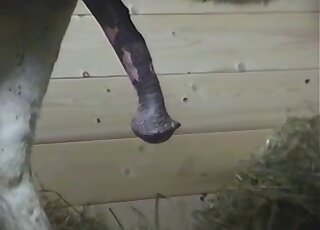 Horse cock grows and shrinks in a voyeuristic bestiality porn movie
